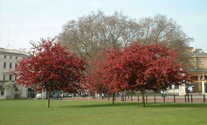艾圣顿开罗学院图片